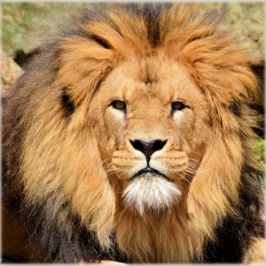 Lion Lioness